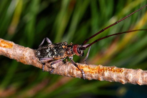 Monochamus galloprovincialis, coleóptero vector del nematodo del pino/Juan Alberto Pajares.