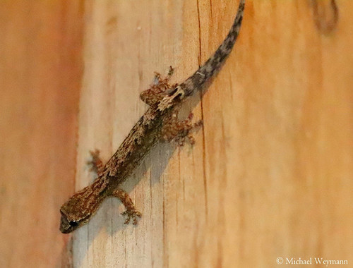 Gecko enlutado ('Lepidodactylus lugubris')/Michael Weymann.