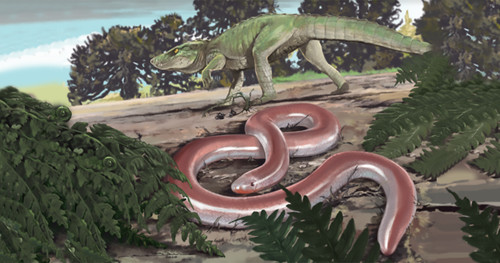 Com tamanho estimado de um metro, a Boipeba é interessante por ser bem maior do que as serpentes da linhagem, que são pequenas e chegam a 30 centímetros/Arte sobre reconstrução de Boipeba tayasuensis de Jorge Blanco