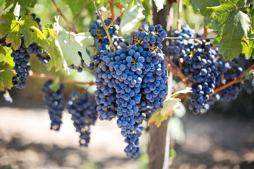 Racimos de uva en un viñedo. /Pexels.