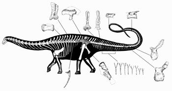 Reconstrucción de las huesos de Amazonsaurus maranhensis en sus posiciones en vida (dibujo de Ariel Milani)