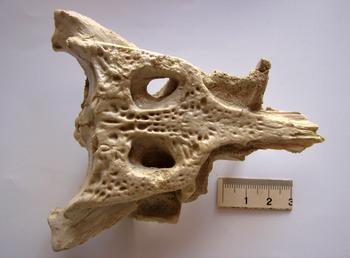 Caja craneal del cocodrilo hallado en Corrales del Vino (Zamora).
