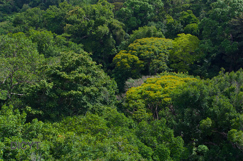 Carbono forestal (FOTO: STRI).