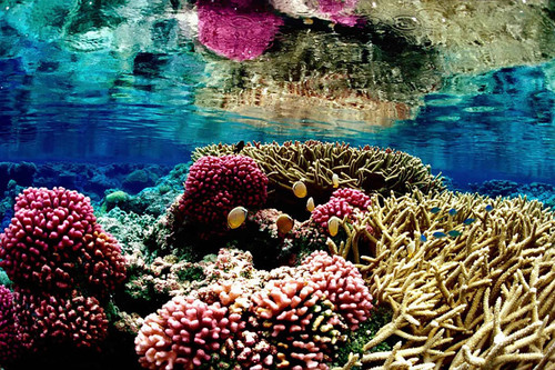 Corales. FOTO: UN
