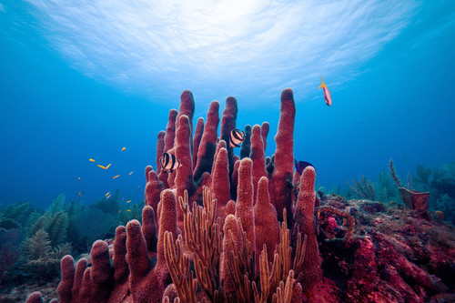 Arrecife de coral/Robert Walker