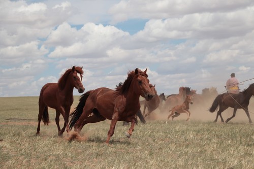 Manada de caballos en las estepas de Mongolia, China / Ludovic Orlando.