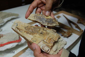 Hueso de la pata de Inkayacu donde se encuentra parte de la piel.