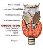 GlÃ¡ndula tiroides.
