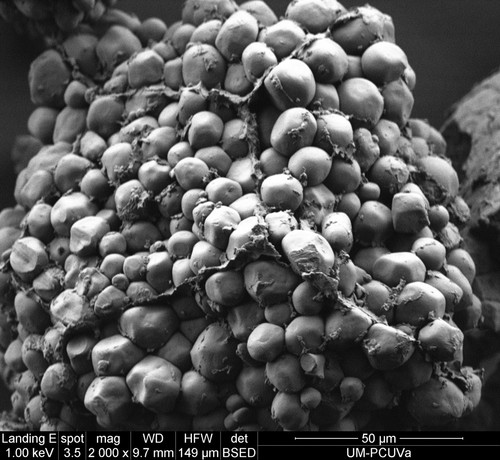 Imagen de Microscopio Electrónico de Barrido Ambiental (ESEM) de maíz nativo. Créditos Mario Martínez