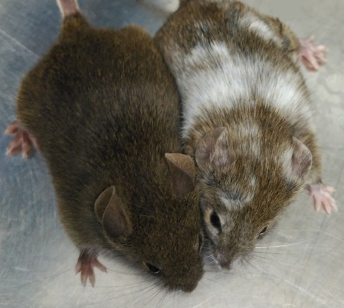 El ratón de la derecha está modificado con CRISPR. Foto: CIC.