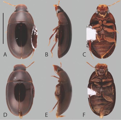 Nuevas especies de escarabajos acuáticos/Smith, et al.