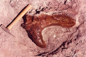Excavación de fragmento del Amazonsaurus maranhensis