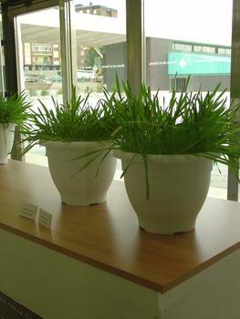 Plantas utilizadas en la demostración de lucha biológica con insectos