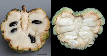 Annona squamosa con semillas (izquierda) y variedad de esta misma fruta con la mutación natural (derecha)./ CSIC 