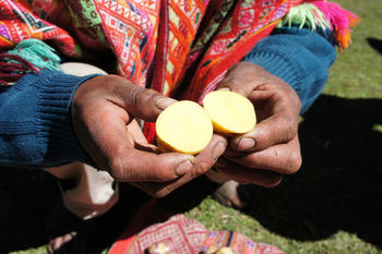 Un indígena muestra entre sus manos una de las miles de variedades de patata que todavía se cultivan en la región andina de Perú. (Foto: Delphine Larrouse)