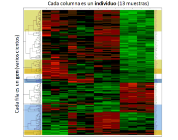 En rojo están los genes activados y en verde, los desactivados. Cada columna es una muestra: hay 13 en este caso. Imagen: Javier de las Rivas.
