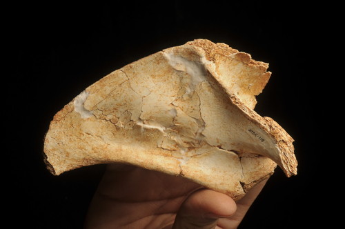 Escápula restaurada de 800.000 años de la especie de Homo antecessor recuperada en el año 2005 en el nivel TD6 de Gran Dolina (FOTO: Jordi Mestre).. 