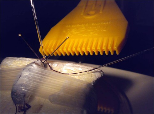 Técnica de la electroantenografía, se mide la respuesta eléctrica de la antena de un Monochamus a determinados compuestos olfativos/Juan Alberto Pajares.