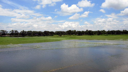 Campo de arroz sumergido. Foto: gentileza investigadores.