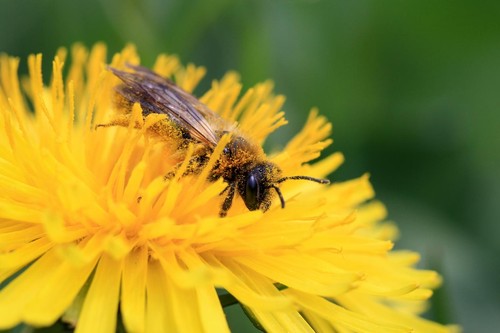 Una abeja cubierta de polen/Matthias Tschumi