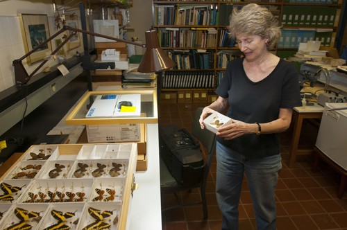 Annette Aiello en su laboratorio del Instituto Smithsonian de Investigaciones Tropicales/Jorge Alemán, STRI
