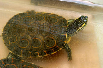 Ejemplar de tortuga que habitualmente se suele adquirir en las tiendas de mascotas (FOTO: MEC)