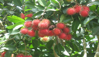 Frutas estudiadas por la UNA para su posible comercialización.