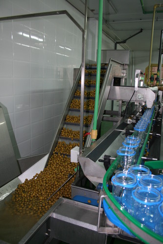 Producción de encurtidos de Aceitunas Miroliva, ubicada en la localidad de Ciudad Rodrigo. 