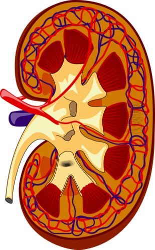 Estructura del riñón. FOTO: Piotr Michał Jaworski