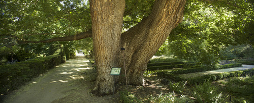 El olmo Pantalones, que se encuentra en el Real Jardín Botánico de Madrid. Foto: CSIC.