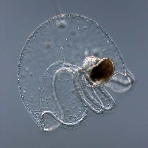 Una larva de nemertino del género Hubrechtella. Crédito: Svetlana Maslakova..