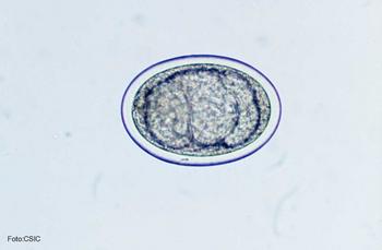 Dicrocoelium dentriticum es un parásito trematodo hepático responsable de una de las enfermedades parasitarias con mayor incidencia en ovejas
