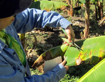Banano afectado por la enfermedad Sigatoka (FOTO: Idiaf).