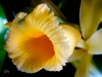 La especie nueva es más aromática que la comercial: la Vanilla planifolia.