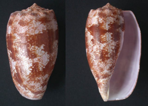 Os venenos de caracóis marinhos do género Conus englobam as estratégias mais sofisticadas de envenenamento conhecidos no reino animal.FOTO: UP.