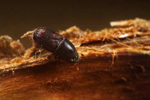 Escarabajo Scolytus scolytus. Foto: CSIC.