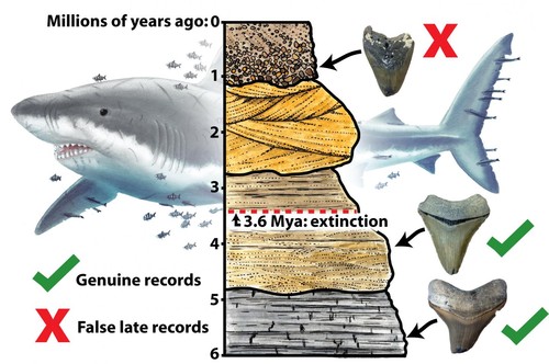 Gráfico sobre la extinción del megalodón/Robert Boessenecker