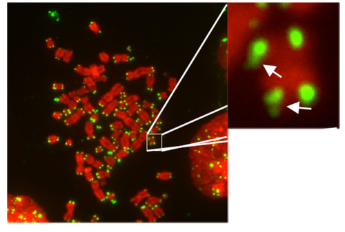 Os telómeros (a verde) estão na extremidade dos cromossomas (a vermelho).