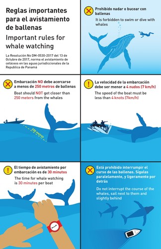 Reglas importantes para el avistamiento de ballenas/Gráfica por Paulette Guardia, STRI.