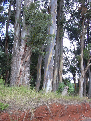 Eucalyptus globulus. Foto: Wikipedia.