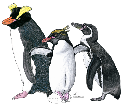 En el fondo, reconstruccion en vida de Eudyptes calauina, en el frente el pinguino de penacho amarillo, el pinguino crestado mas grande que actualmente habita en Chile; y a la derecha el pinguino de Humboldt. FOTO: Martín Chávez Hoffmeister.