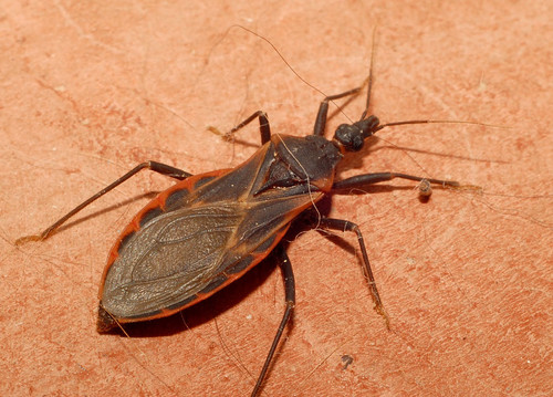 Insecto vector de la enfermedad de Chagas (Triatoma)/Flickr user gauchocat, Flickr