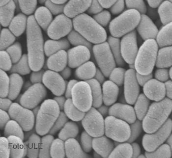 Imagen al microscopio electrónico de  bacterias corineformes (Corynebacterium glutamicum), utilizadas para acumular arsénico.