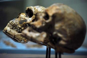 Cráneos de Neandertal.