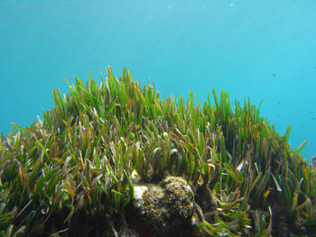 Praderas y arrecifes de Posidonia oceanica. Foto: Eduard Serrano/CSIC.