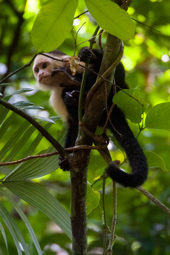 Monos capuchinos (FOTO: STRI).