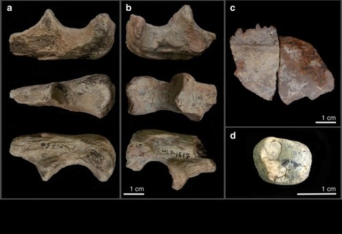 Restos fósiles del área de MLP/Z. Alemseged