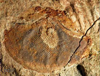 Fósil de 515 millones de años de antigüedad hallado en Emu Bay Shale (Australia).