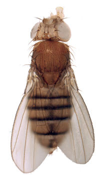 Una hembra adulta de Drosophila melanogaster con déficit de DIPL8 muestra asimetría entre el tamaño de sus alas. Crédito: Andrés Garelli y María Domínguez.