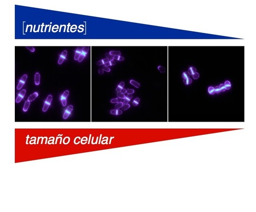 Relación entre nutrientes y tamaño celular.